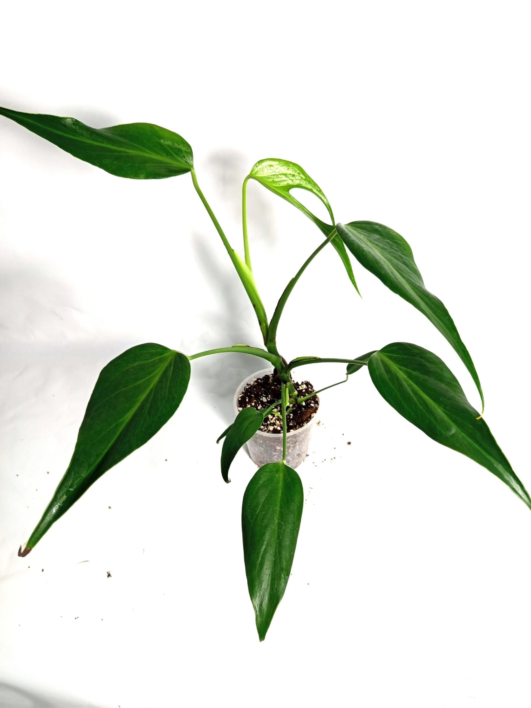 Monstera Burle Marx Flame XL
