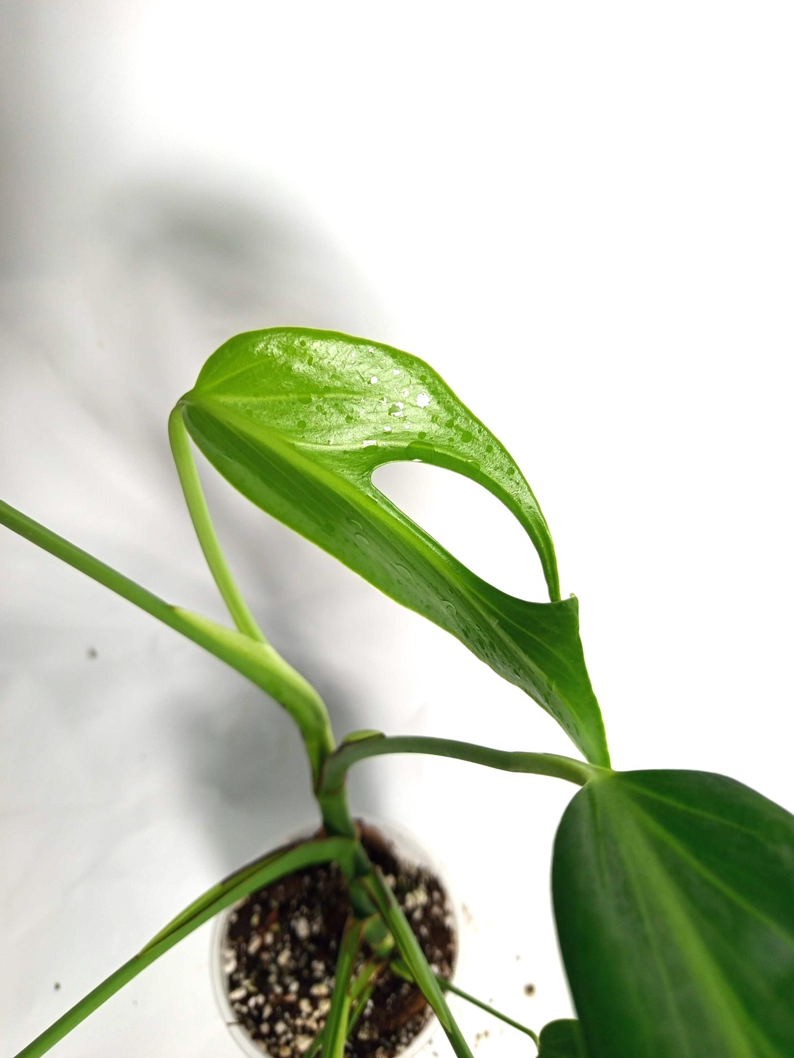 Monstera Burle Marx Flame XL
