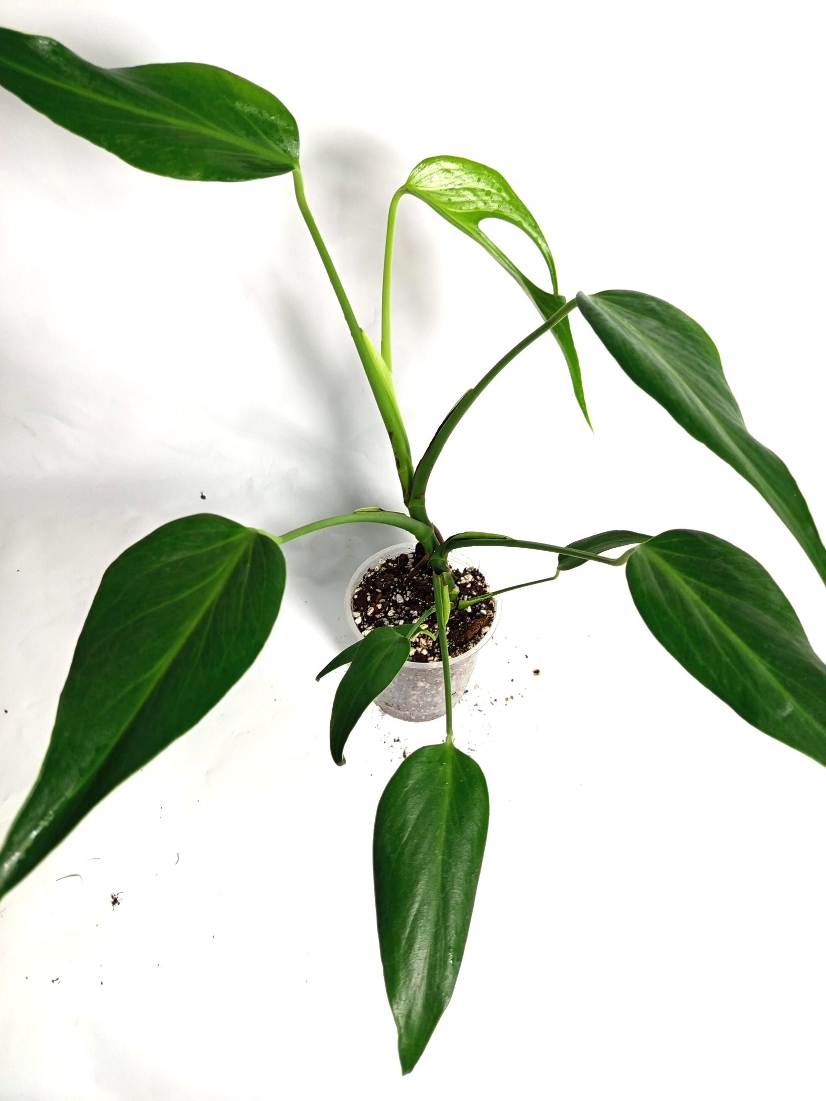 Monstera Burle Marx Flame XL
