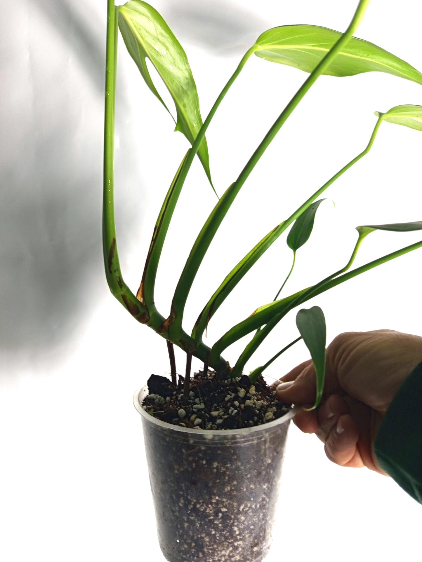 Monstera Burle Marx Flame XL
