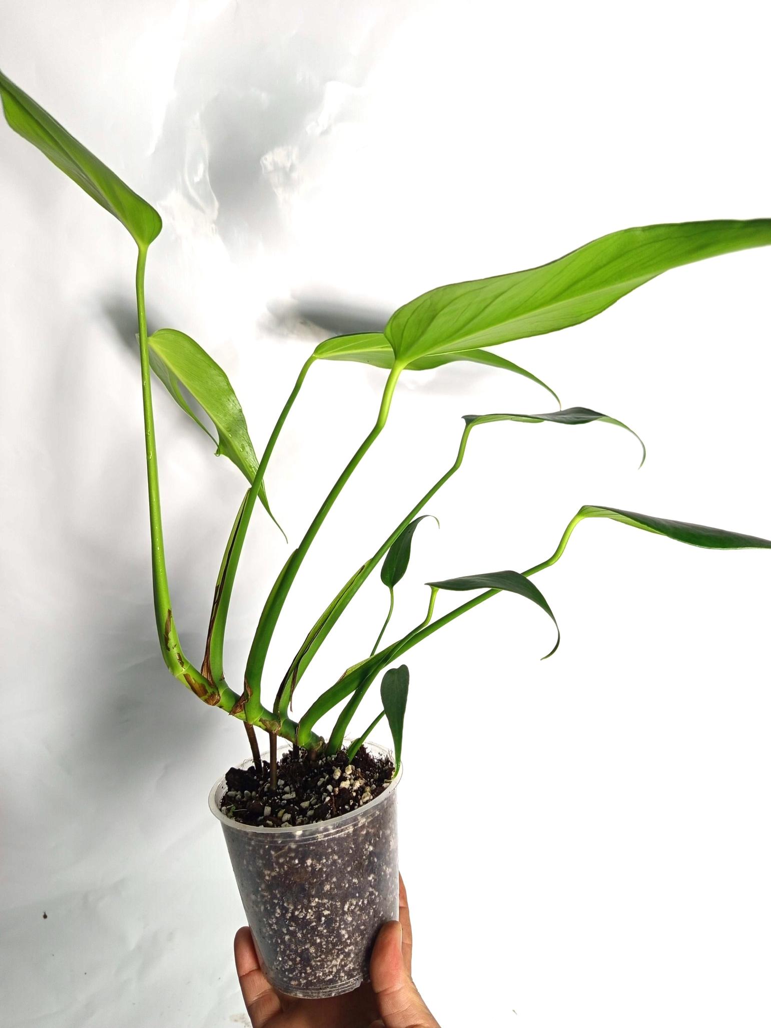 Monstera Burle Marx Flame XL
