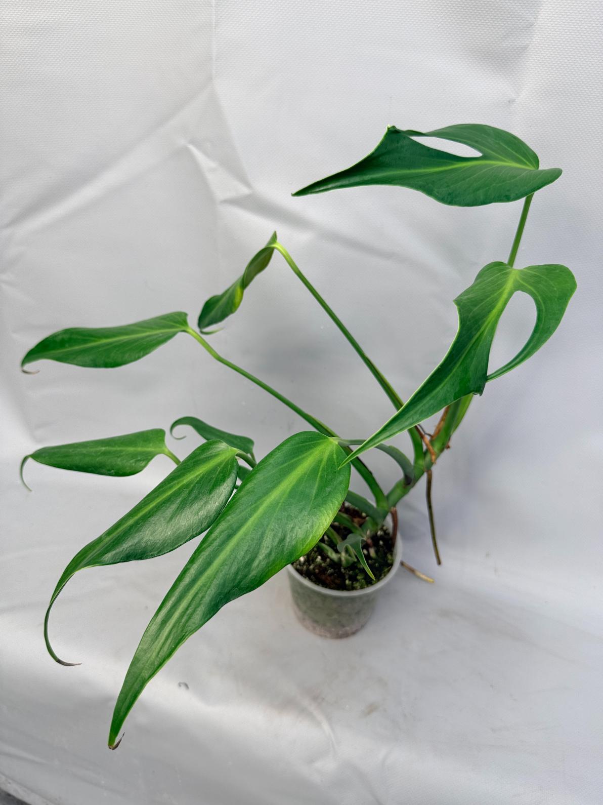 Monstera Burle Marx Flame XL  9