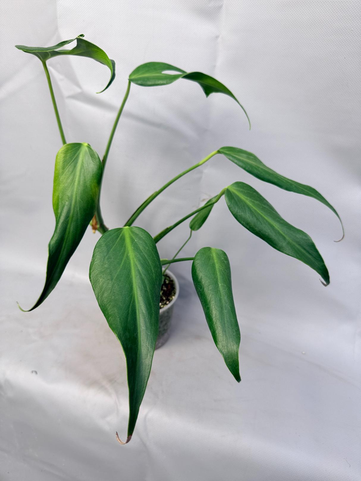 Monstera Burle Marx Flame XL  10