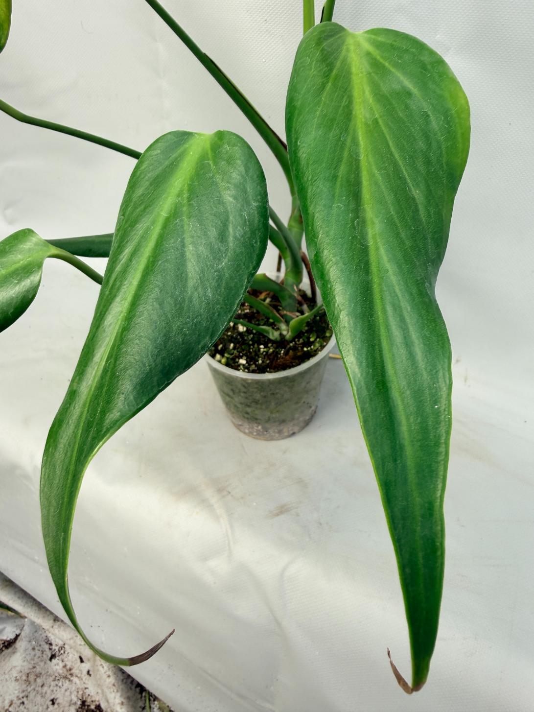 Monstera Burle Marx Flame XL  5