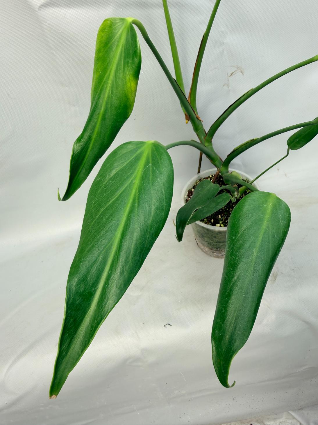 Monstera Burle Marx Flame XL  6