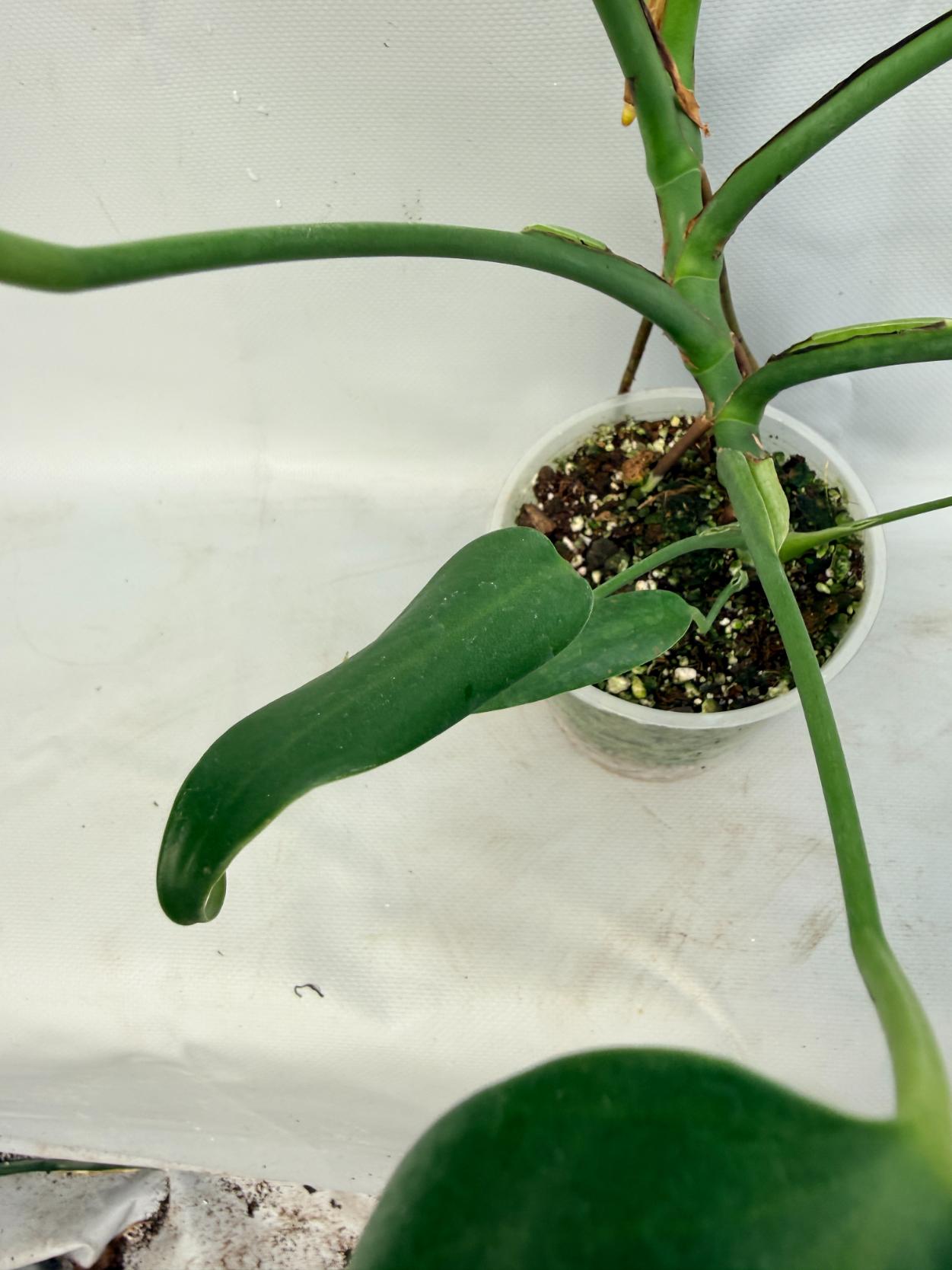 Monstera Burle Marx Flame XL  7