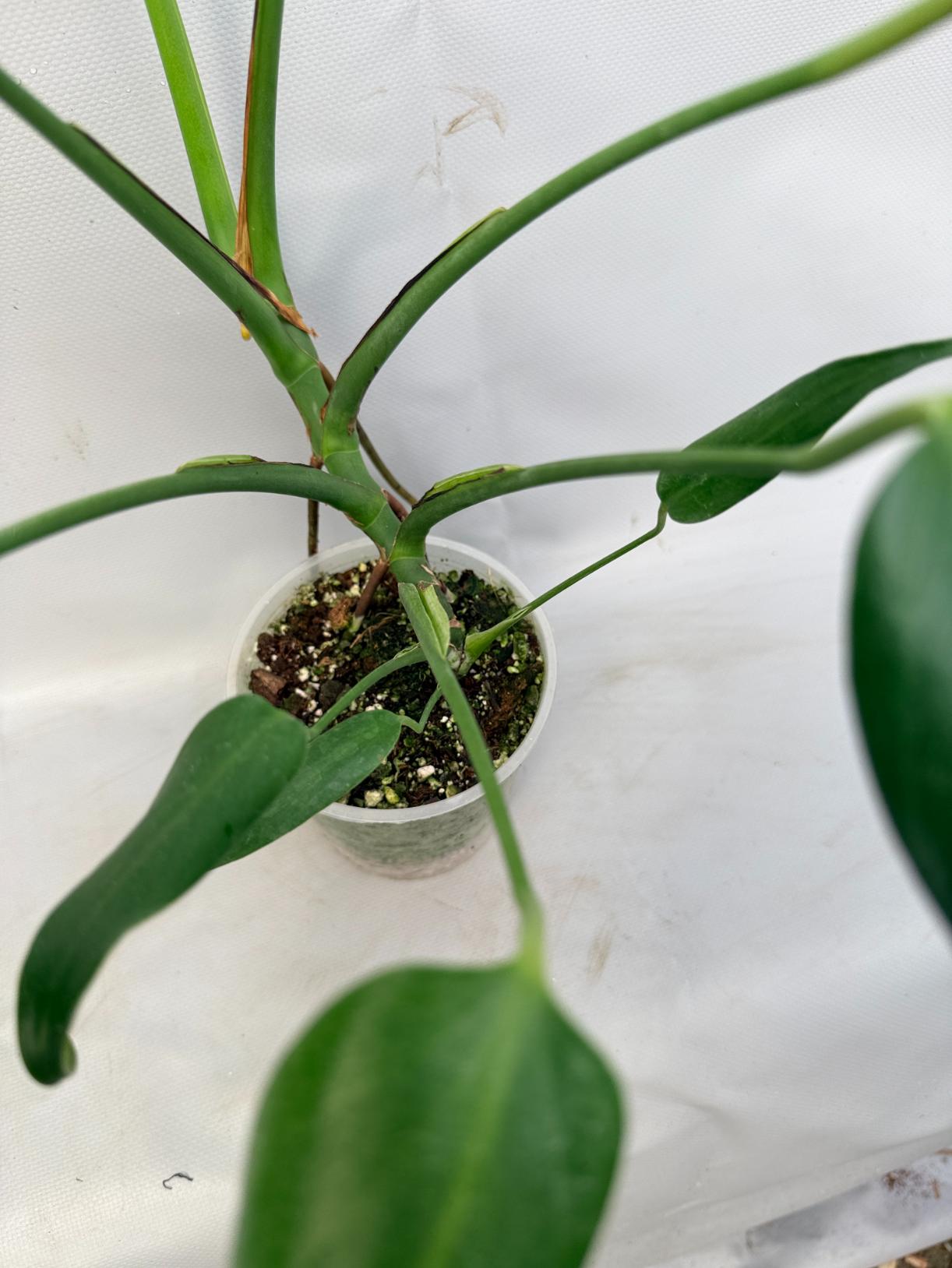 Monstera Burle Marx Flame XL  8