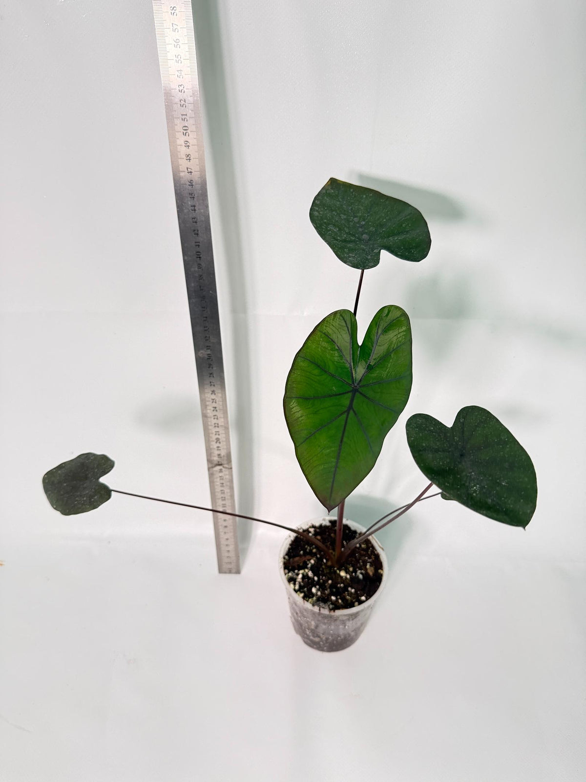 Colocasia Black Magic 3