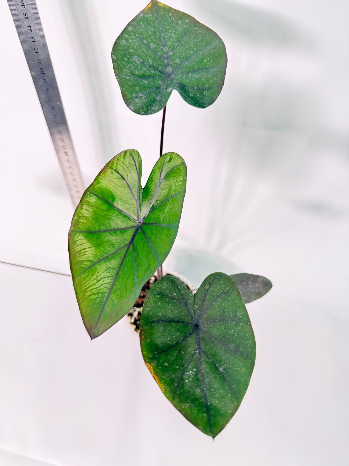 Colocasia Black Magic 4