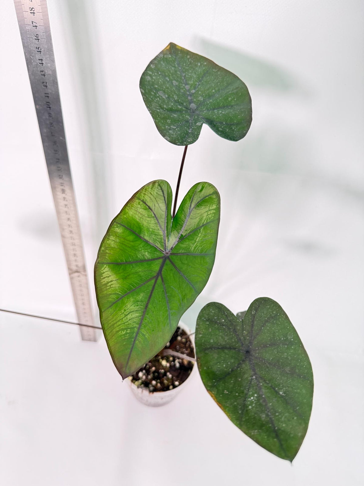 Colocasia Black Magic 1