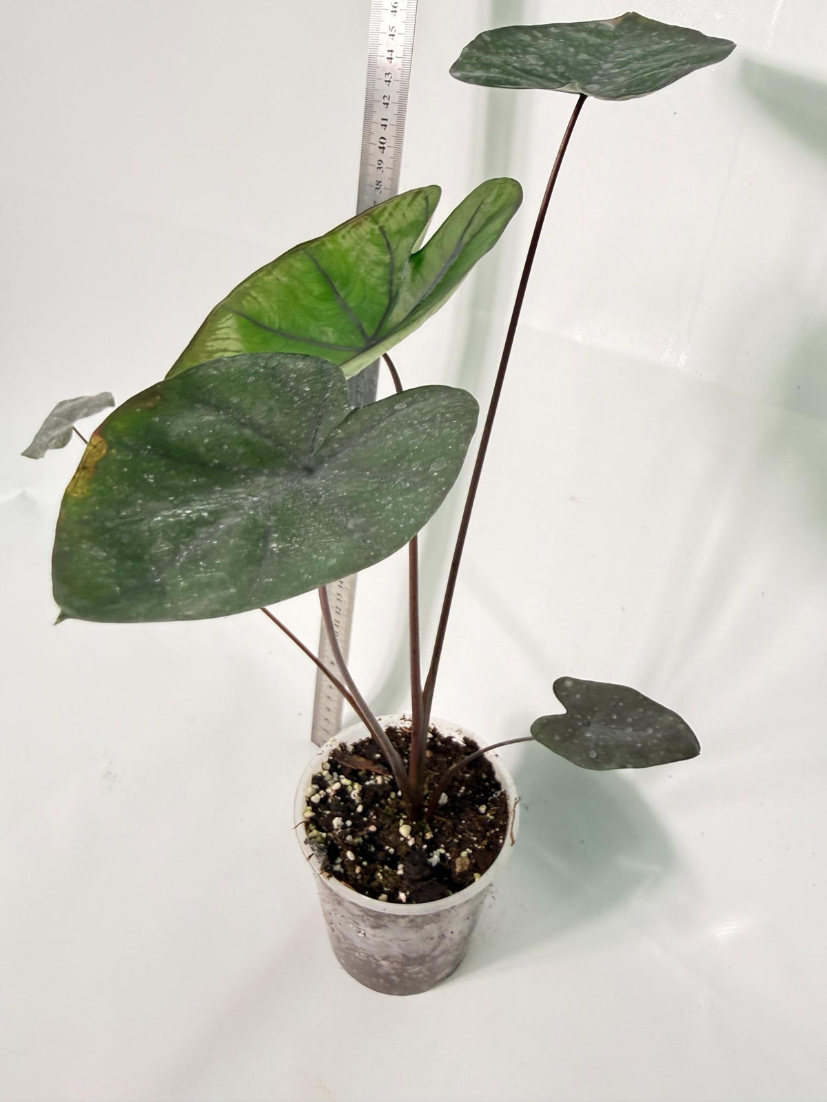 Colocasia Black Magic 5