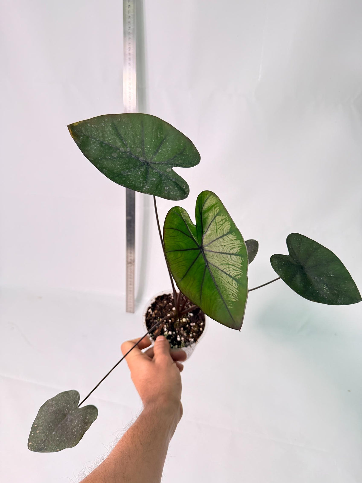 Colocasia Black Magic 7