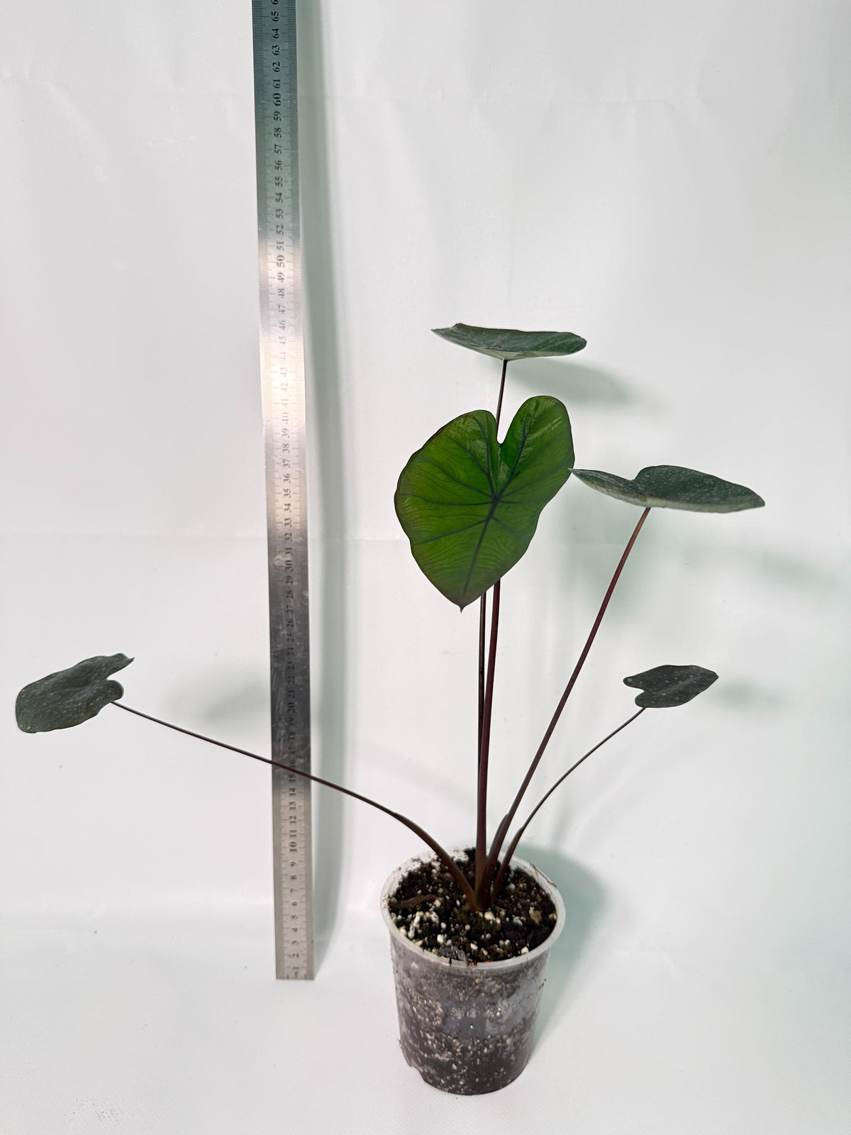Colocasia Black Magic 6