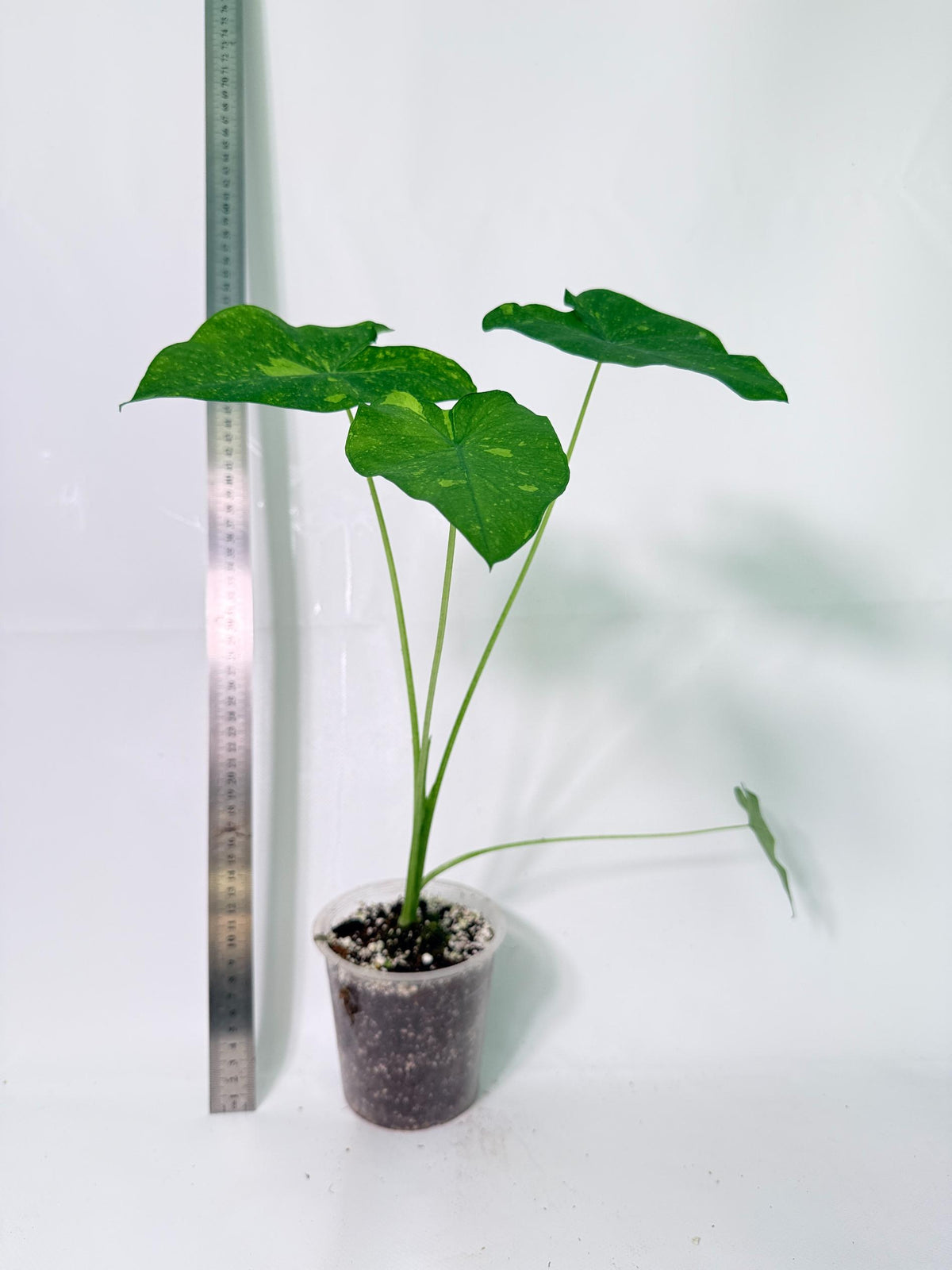 Colocasia Lemon Lime Gecko 4