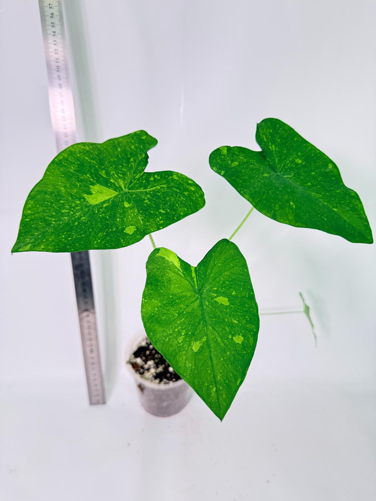 Colocasia Lemon Lime Gecko 2
