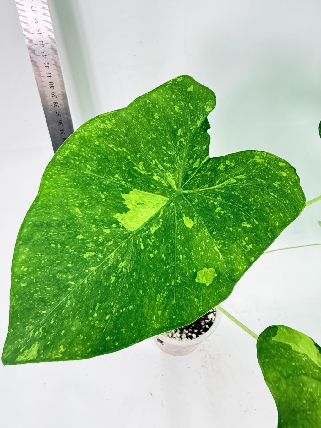 Colocasia Lemon Lime Gecko 1