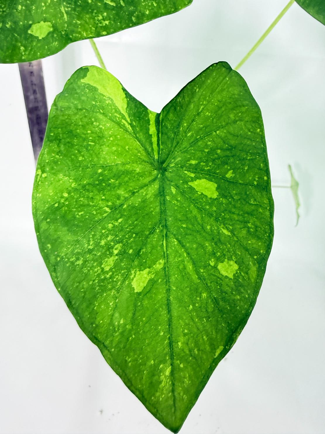 Colocasia Lemon Lime Gecko 3