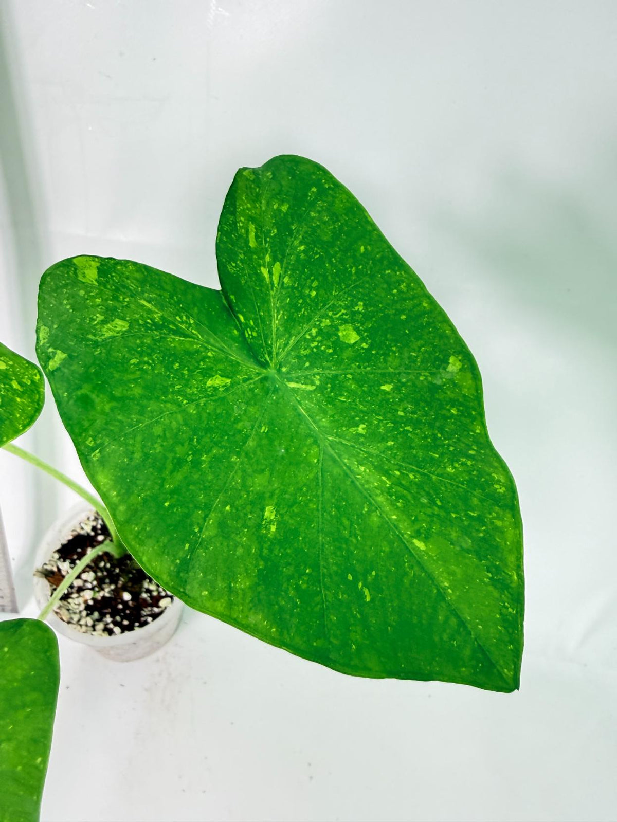 Colocasia Lemon Lime Gecko 5