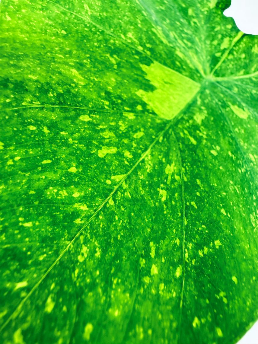 Colocasia Lemon Lime Gecko 6