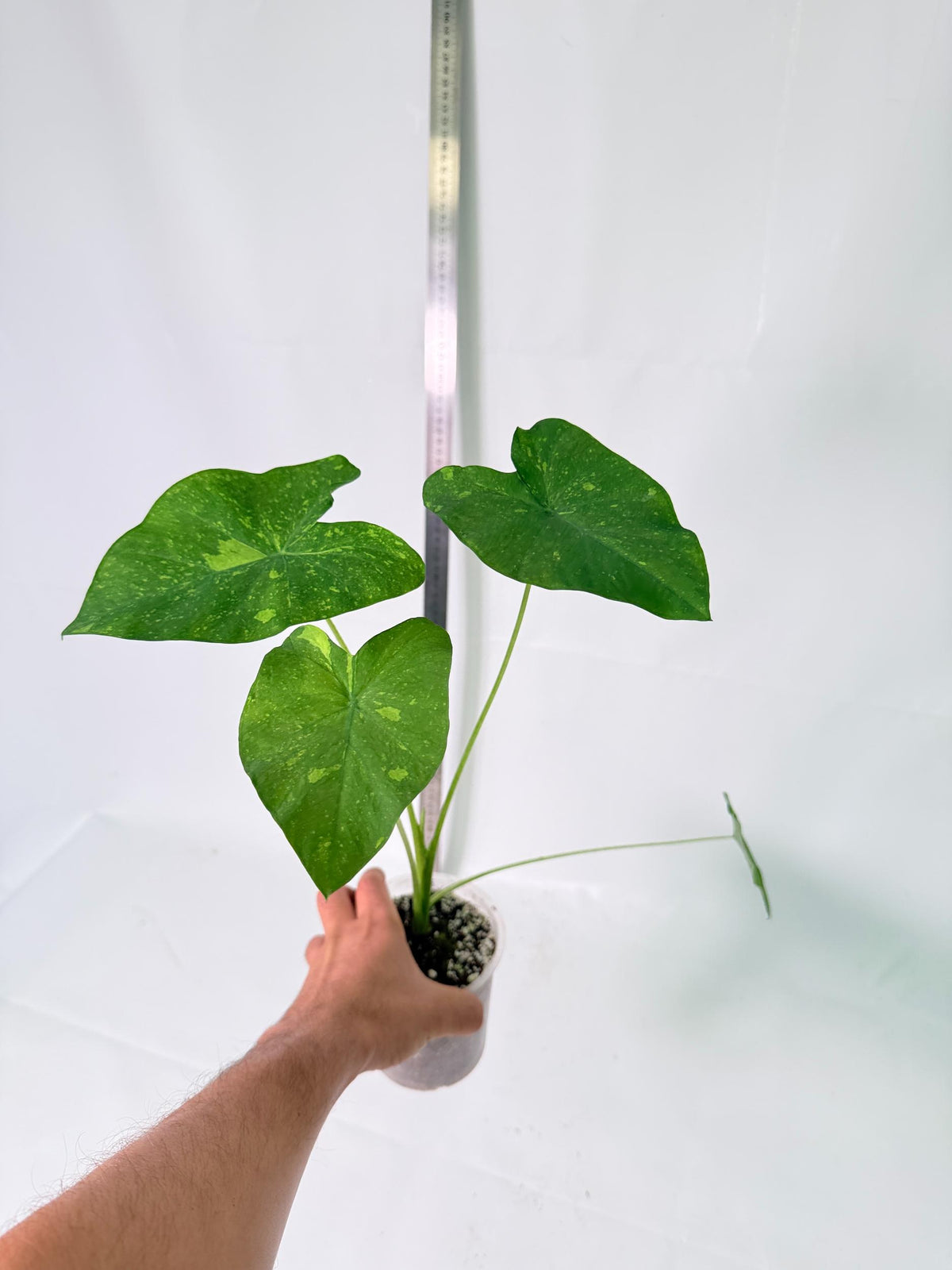 Colocasia Lemon Lime Gecko 7