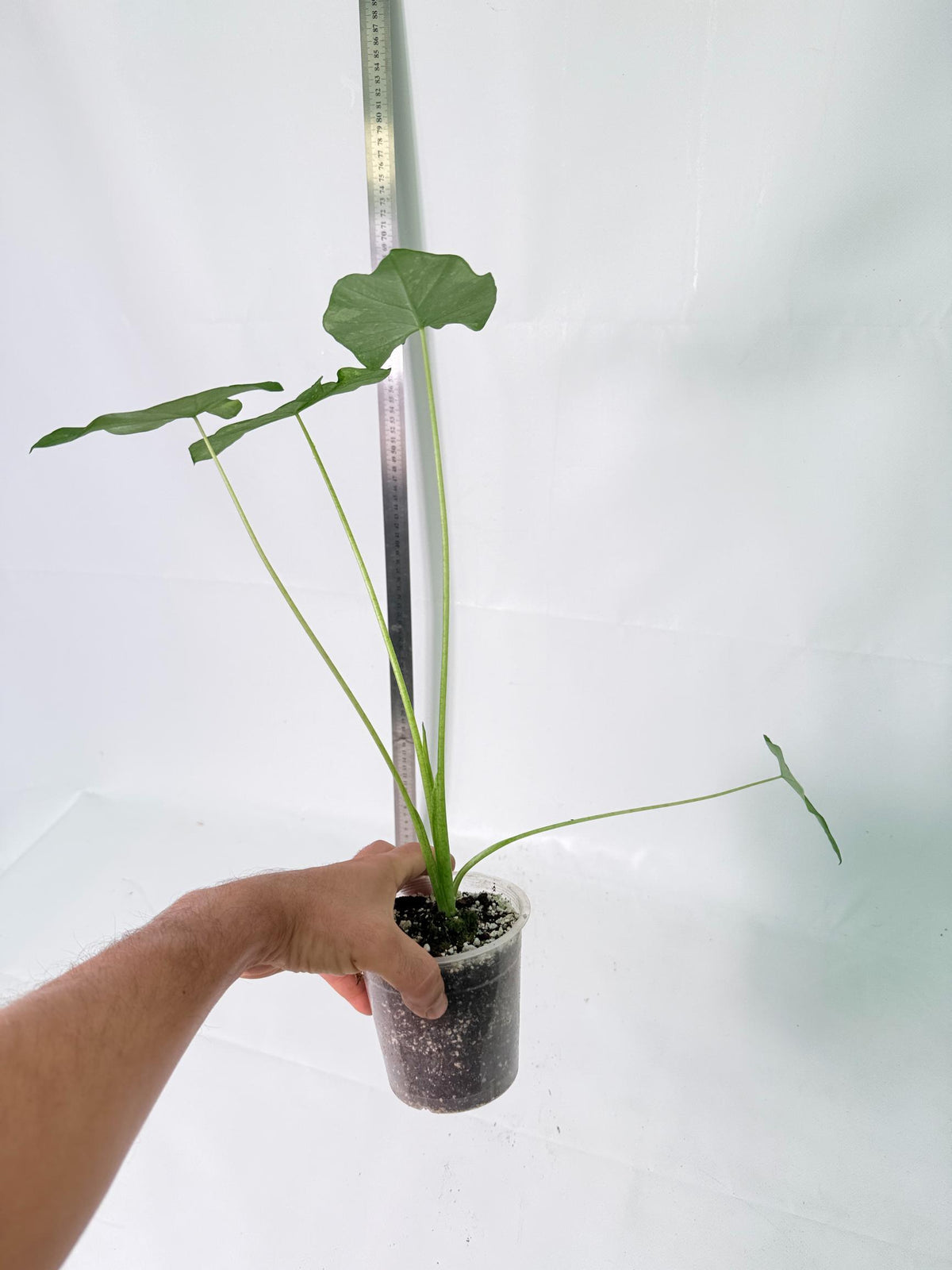 Colocasia Lemon Lime Gecko 8