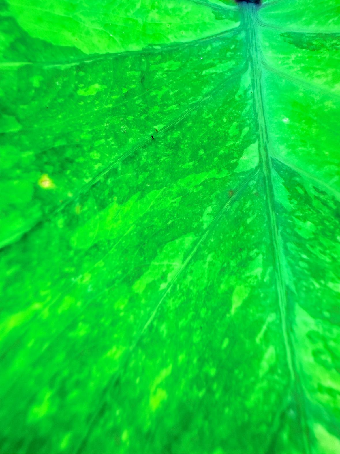 Colocasia Midori 6