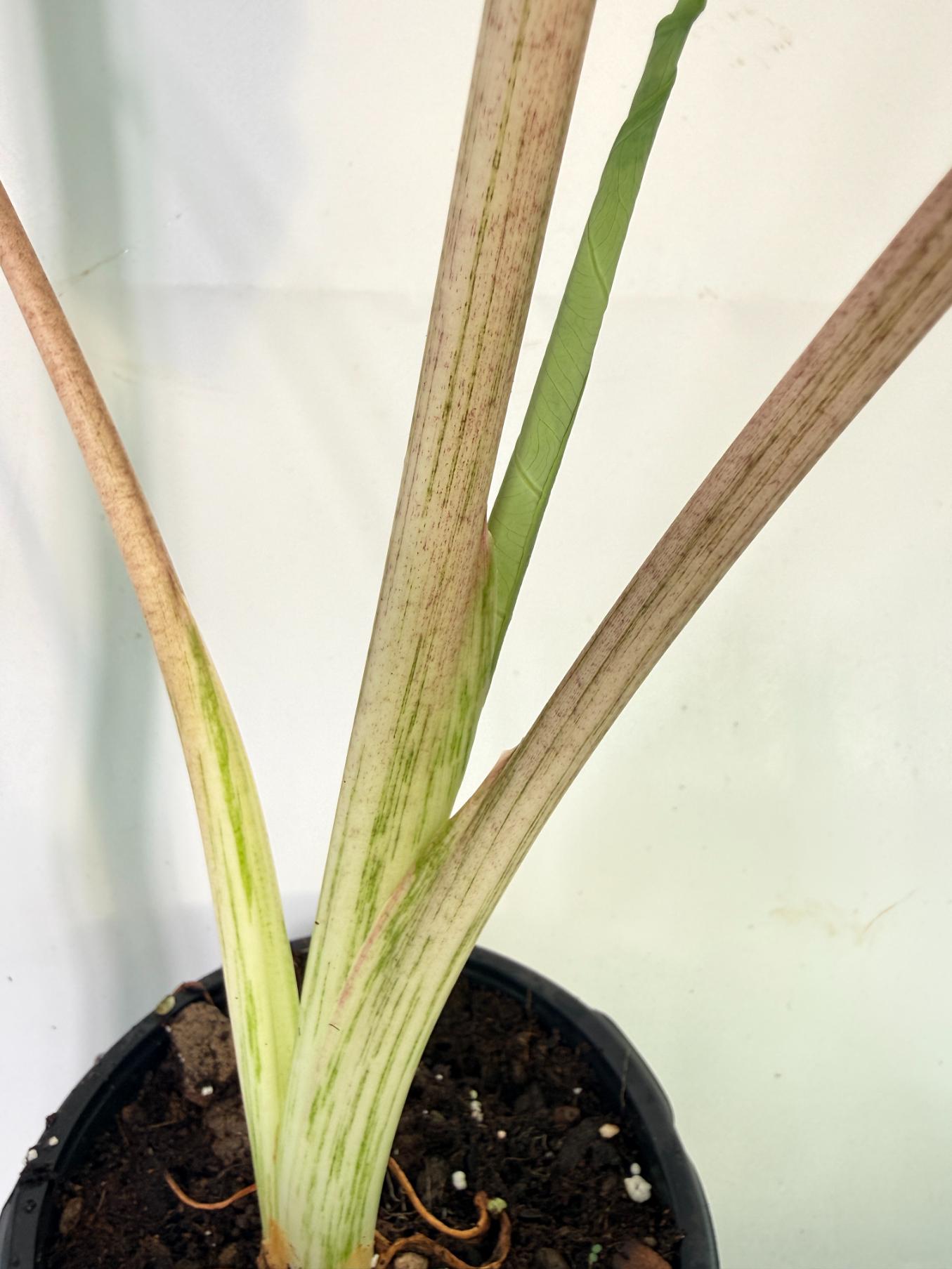 Colocasia Midori 11