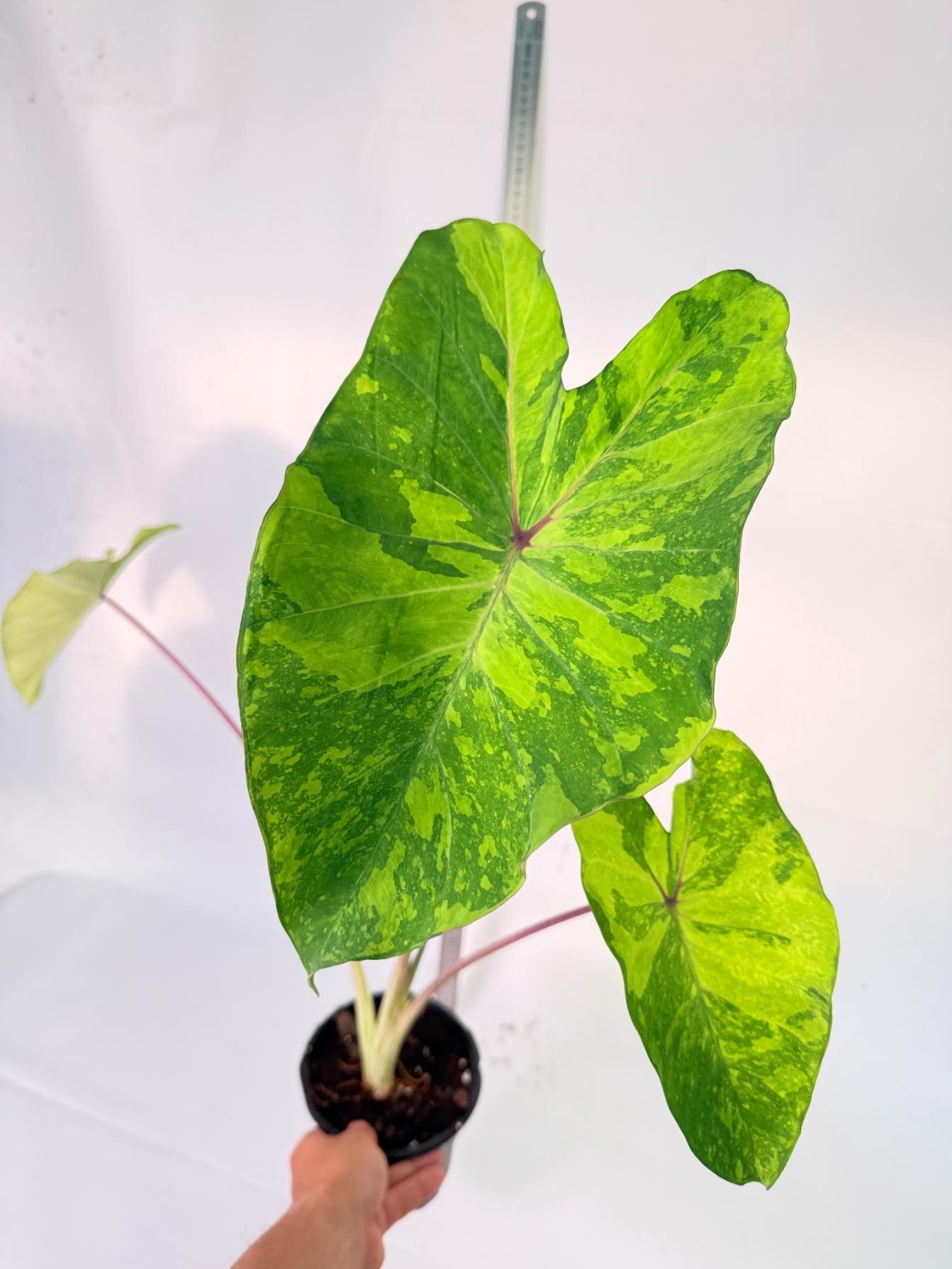 Colocasia Midori 8