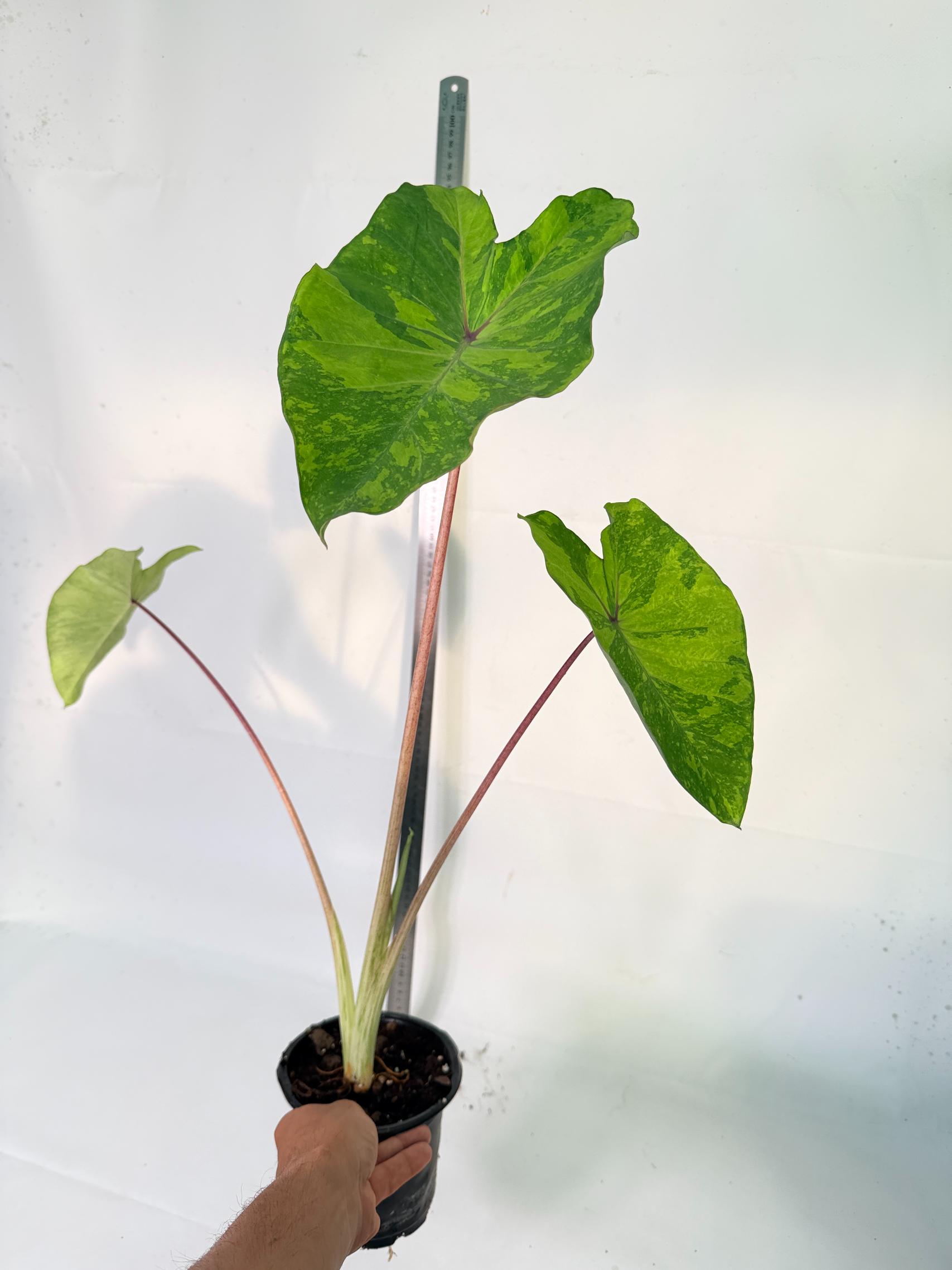 Colocasia Midori 9