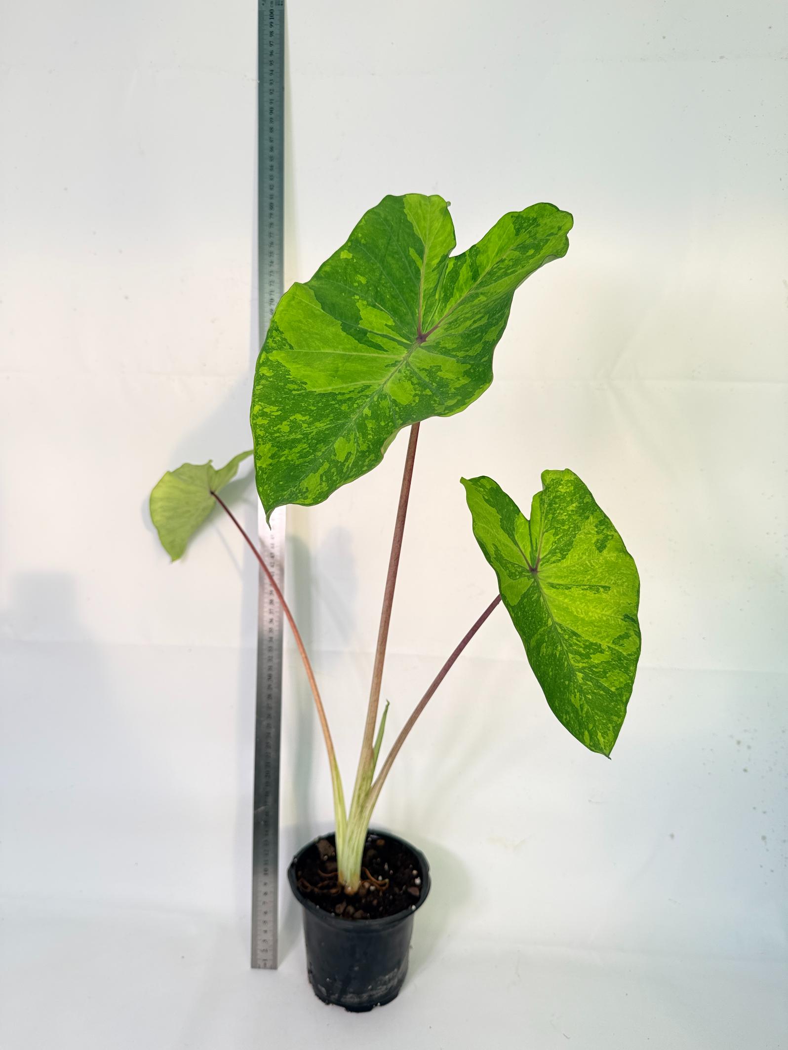 Colocasia Midori 1