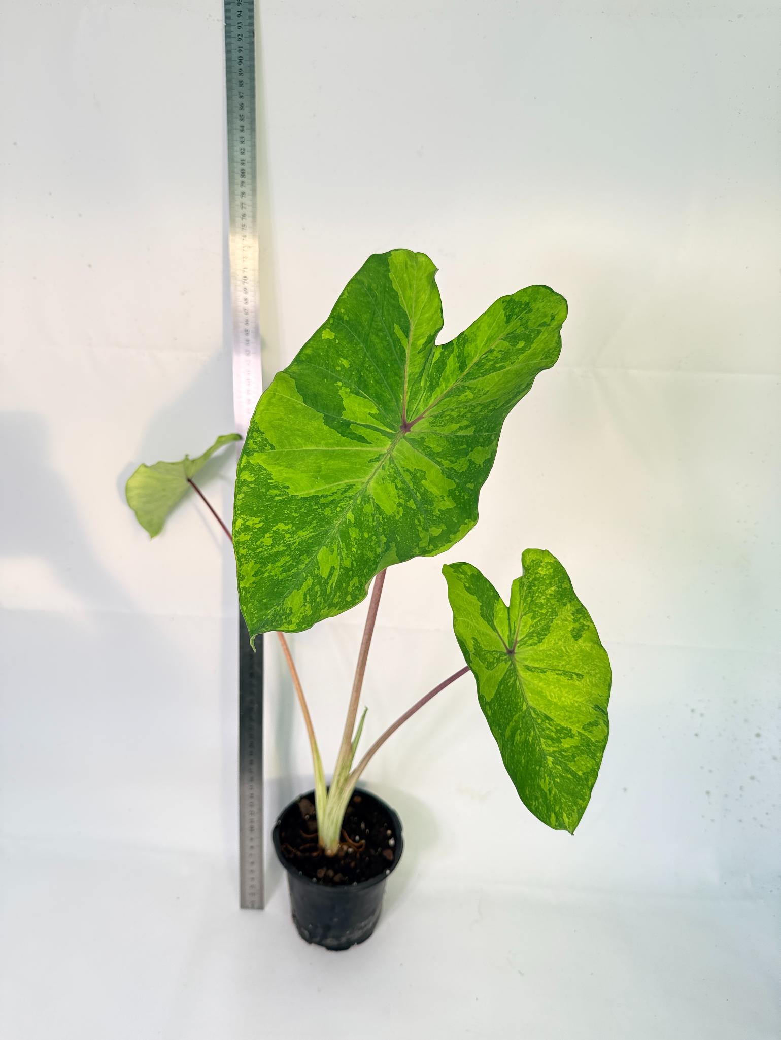Colocasia Midori 3