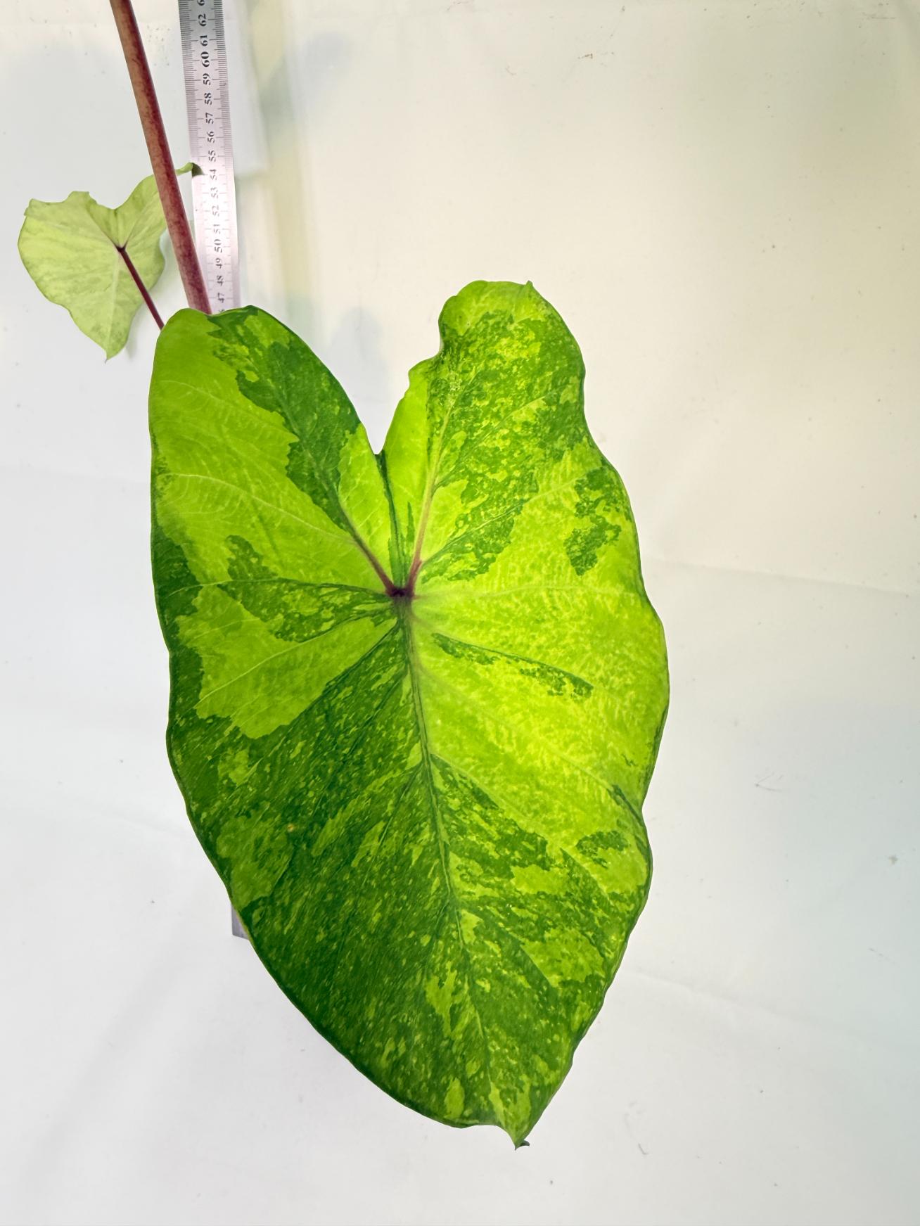 Colocasia Midori 4