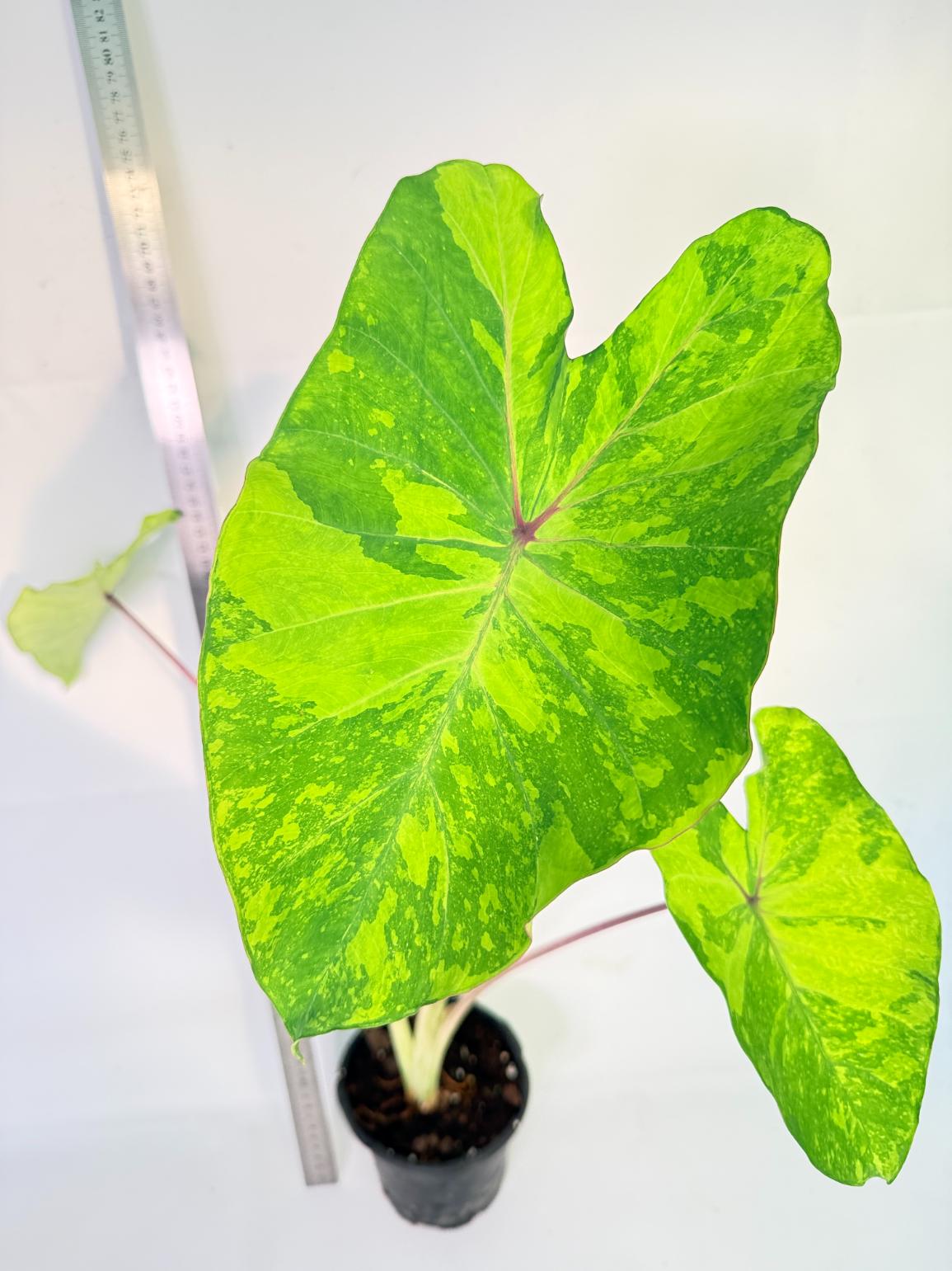 Colocasia Midori 5