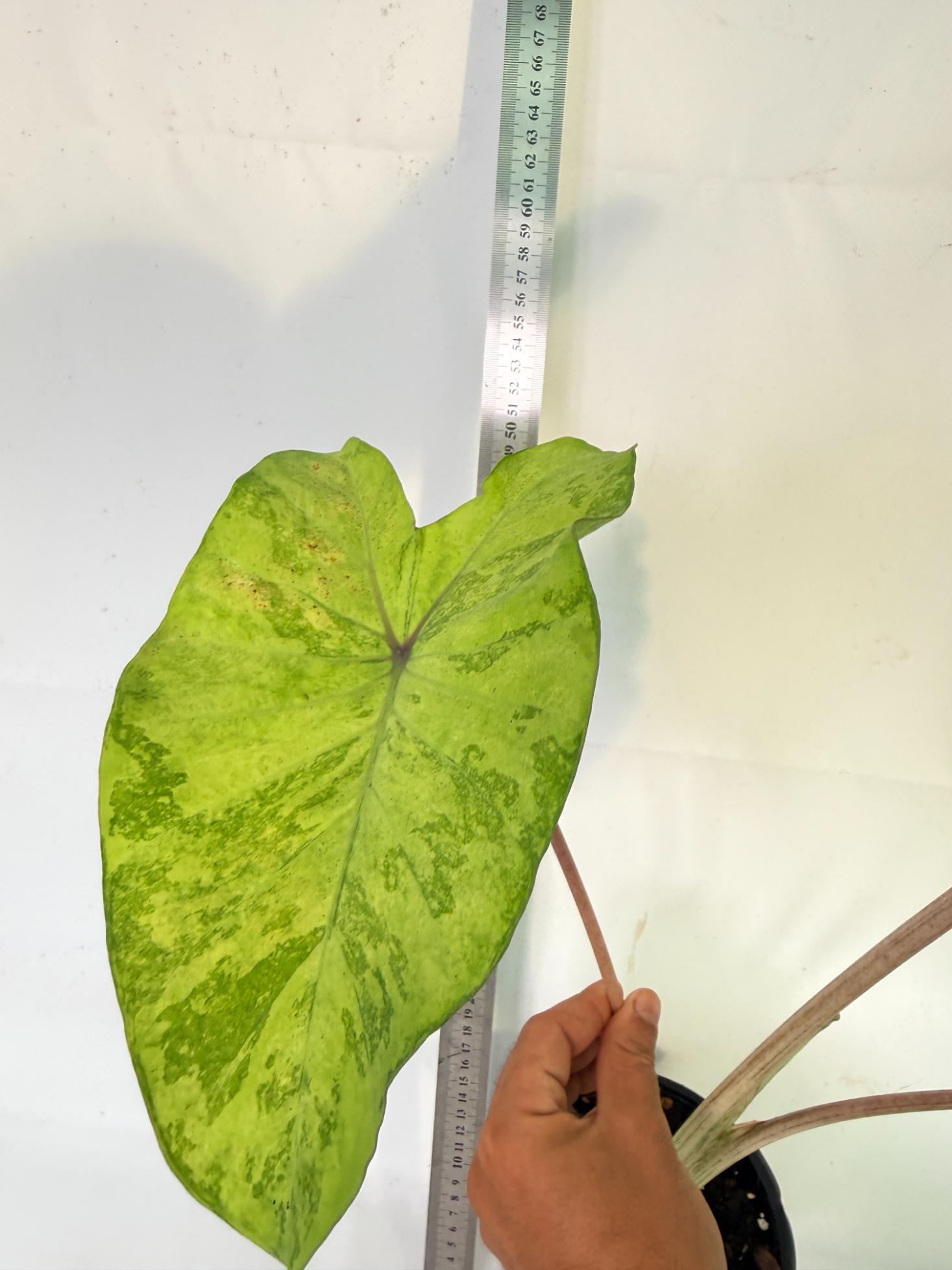 Colocasia Midori 12