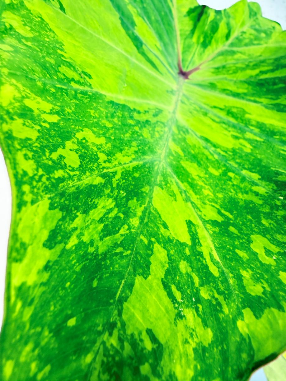 Colocasia Midori 2