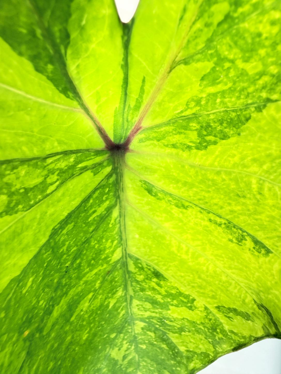 Colocasia Midori 7