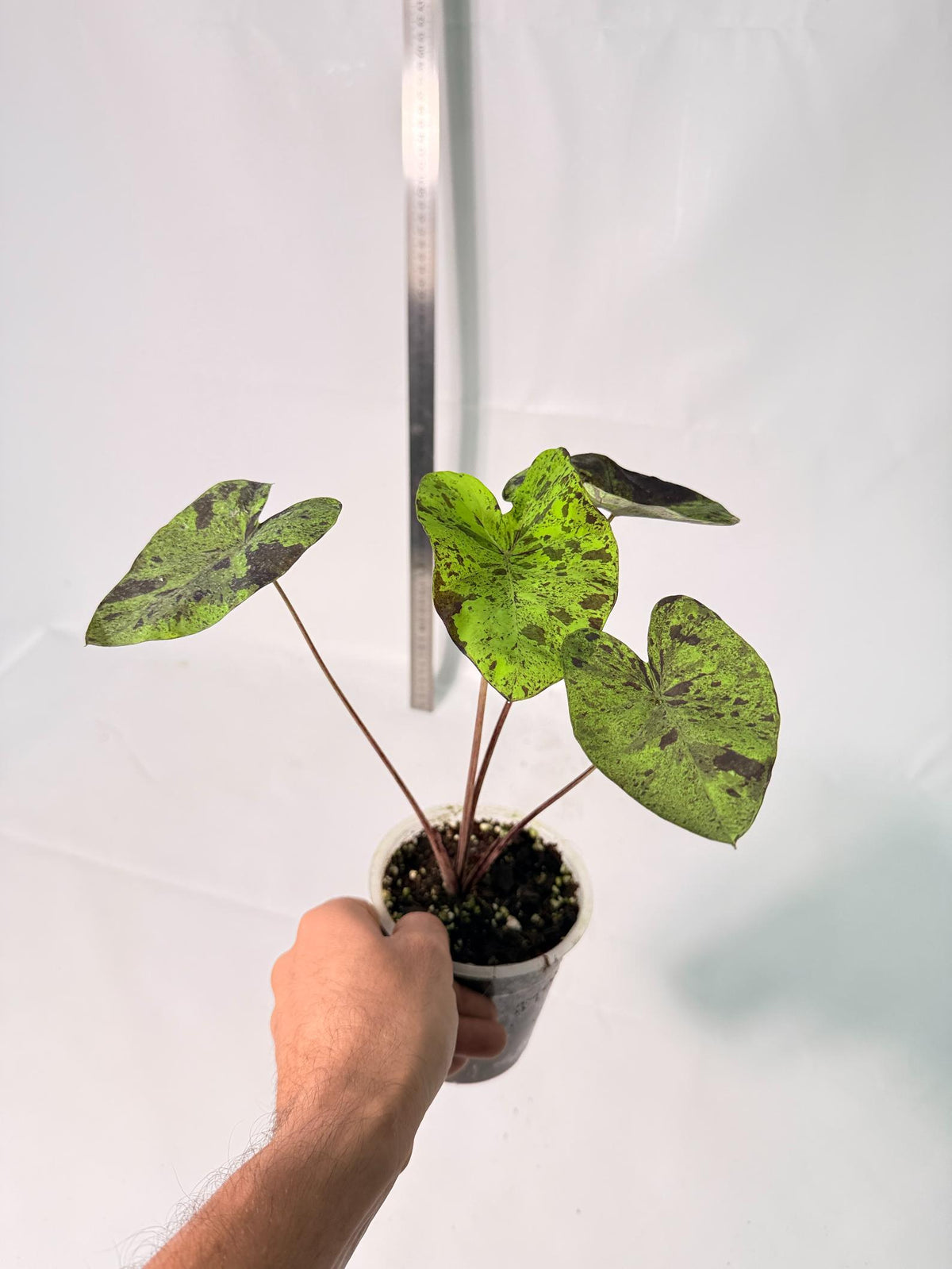 Colocasia Mojito 3