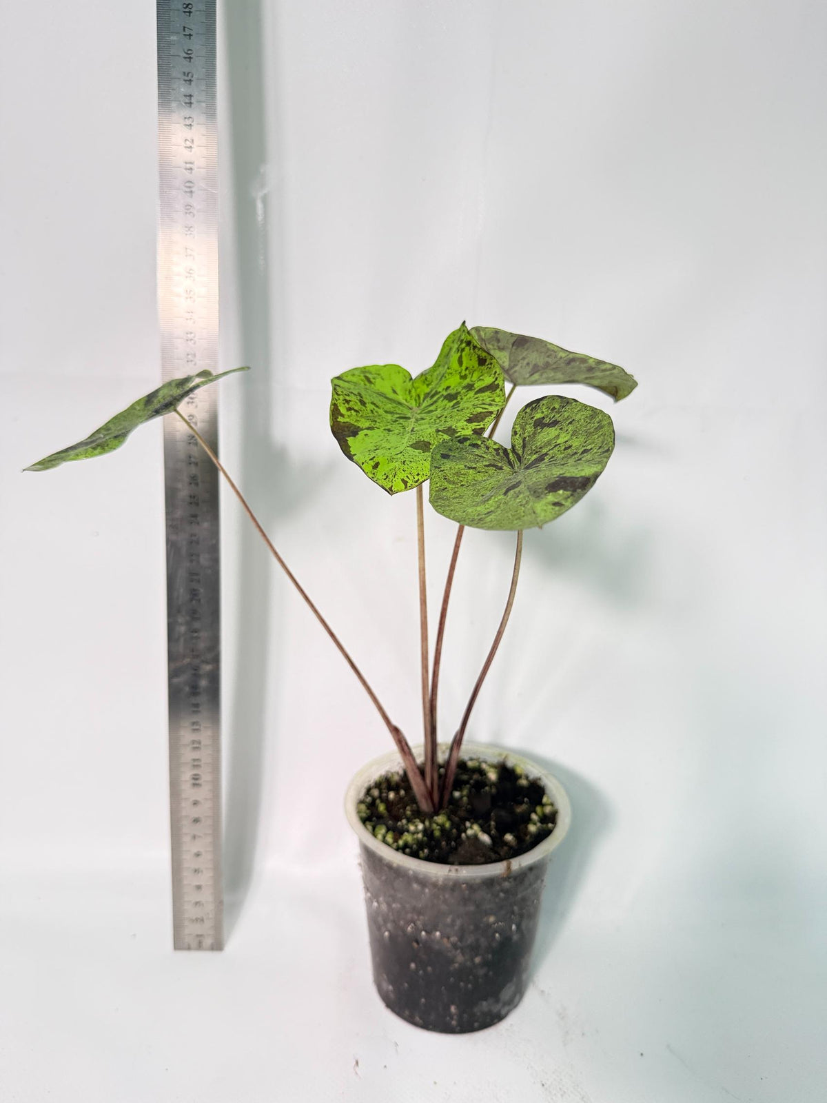 Colocasia Mojito 9