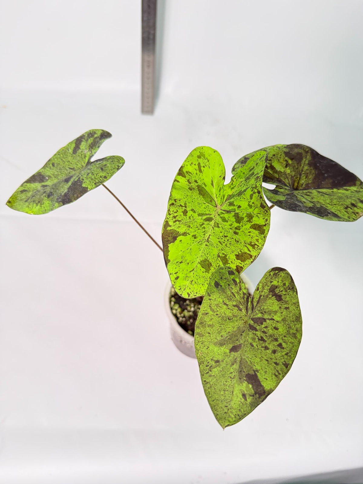 Colocasia Mojito 5