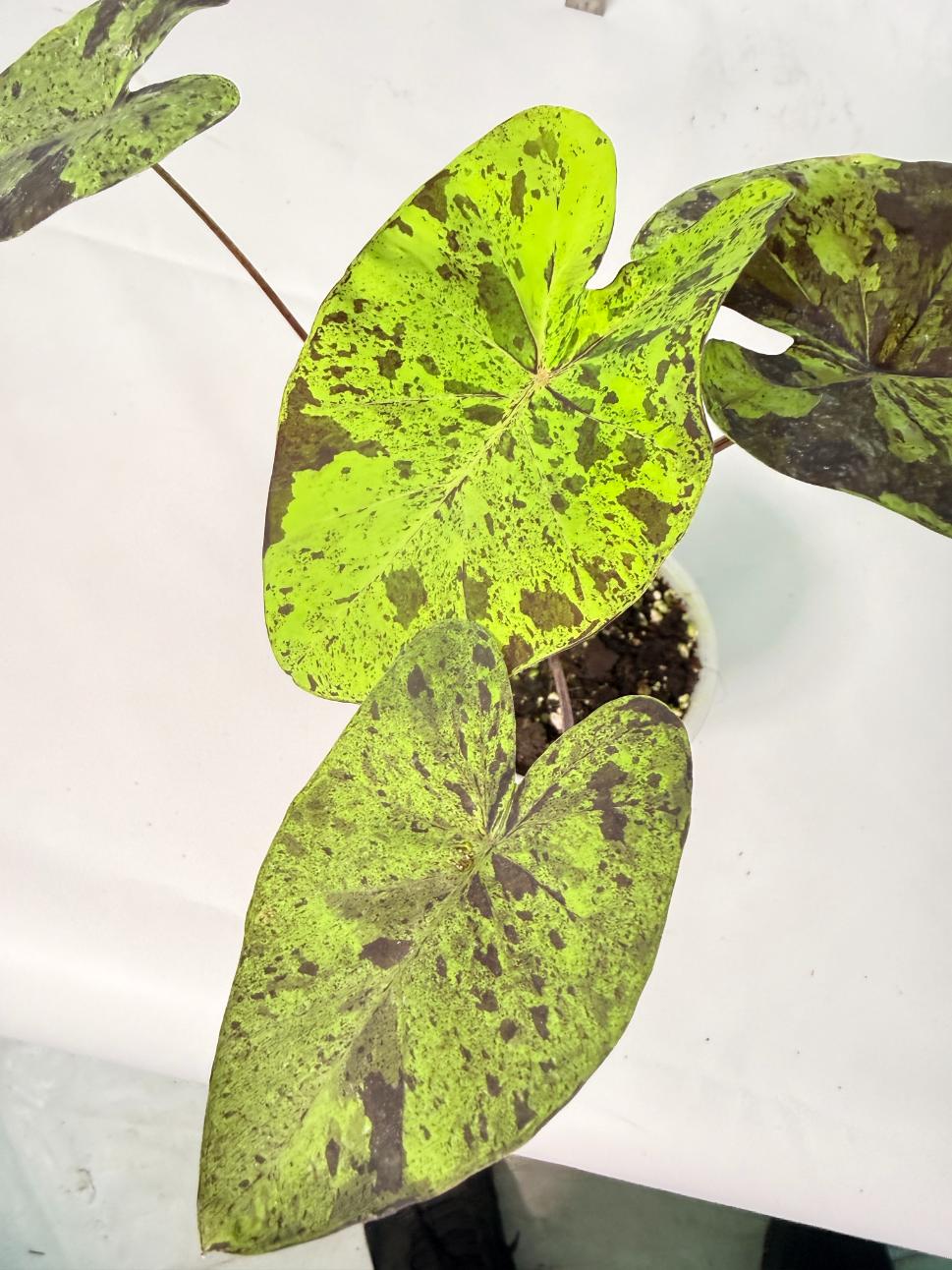 Colocasia Mojito 7