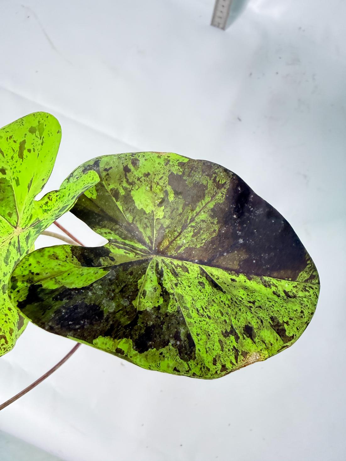 Colocasia Mojito 2