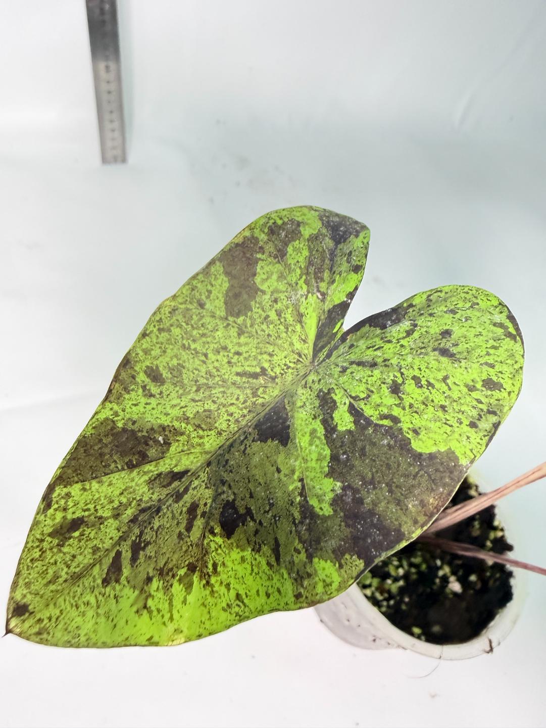 Colocasia Mojito 8