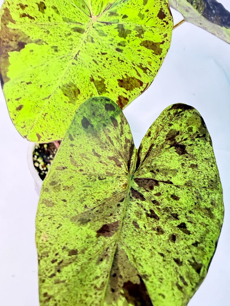 Colocasia Mojito 1