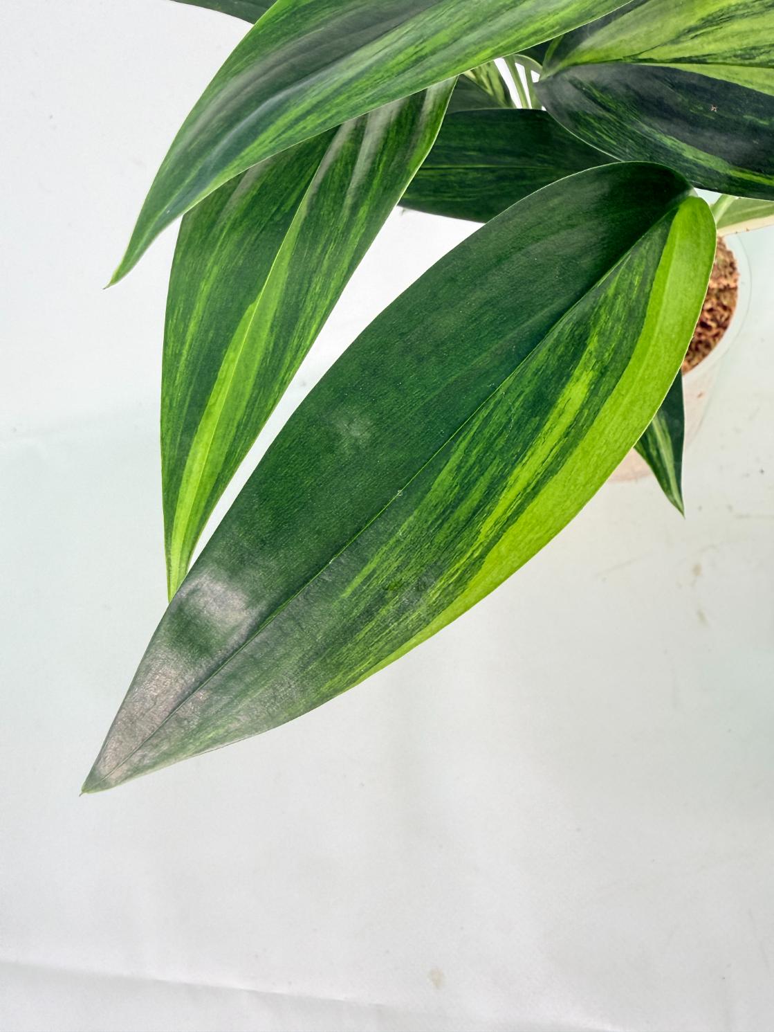 Epipremnum Amplissimum variegata Aurea 08