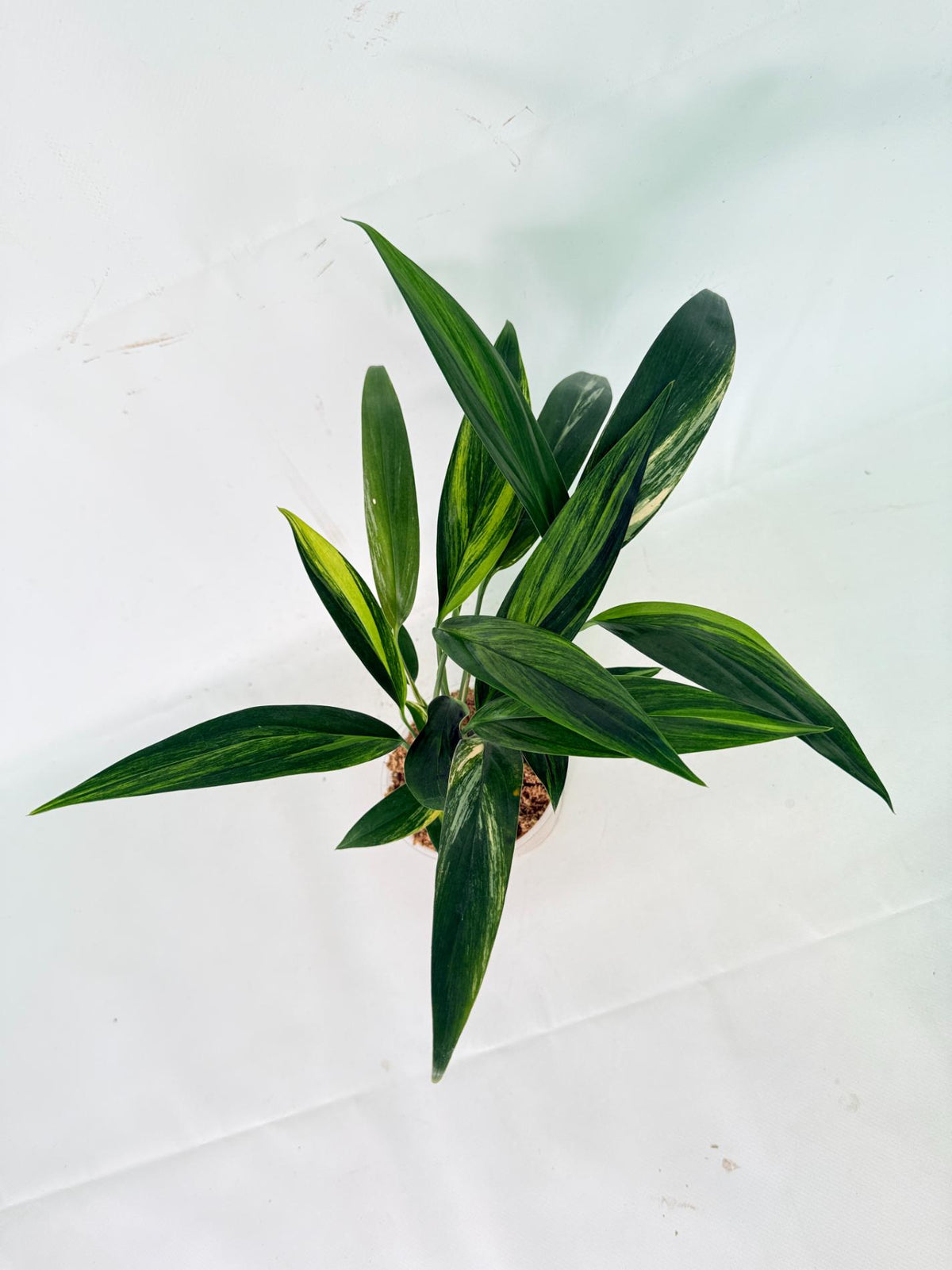 Epipremnum Amplissimum variegata Aurea 09
