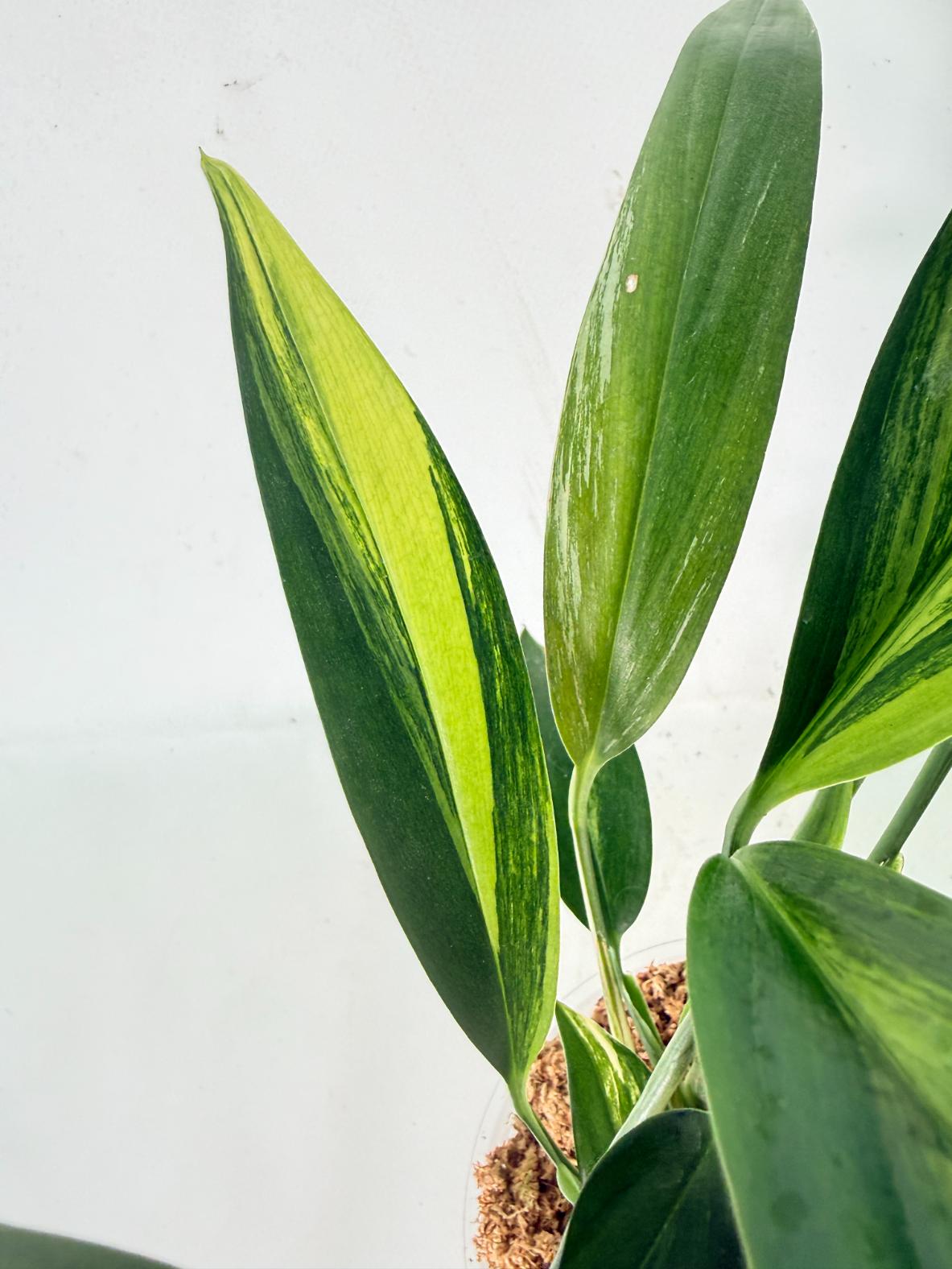 Epipremnum Amplissimum variegata Aurea 10