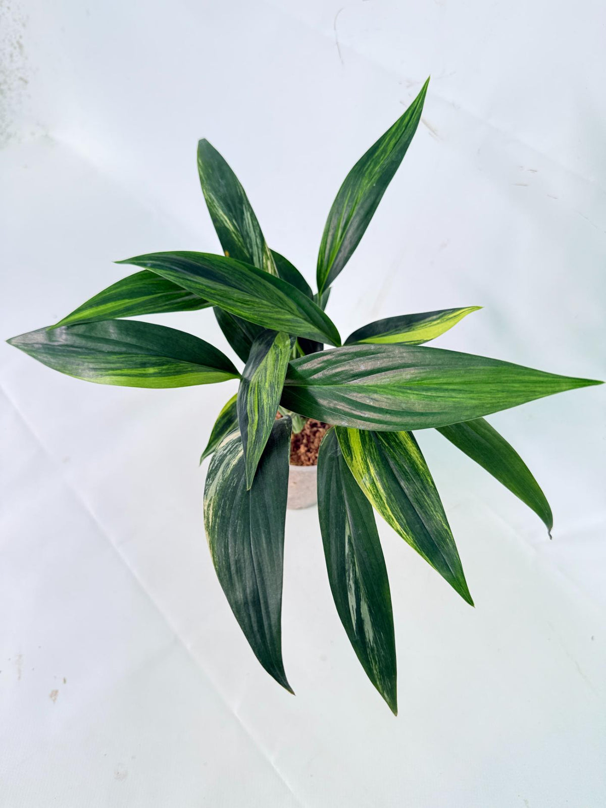 Epipremnum Amplissimum variegata Aurea 11