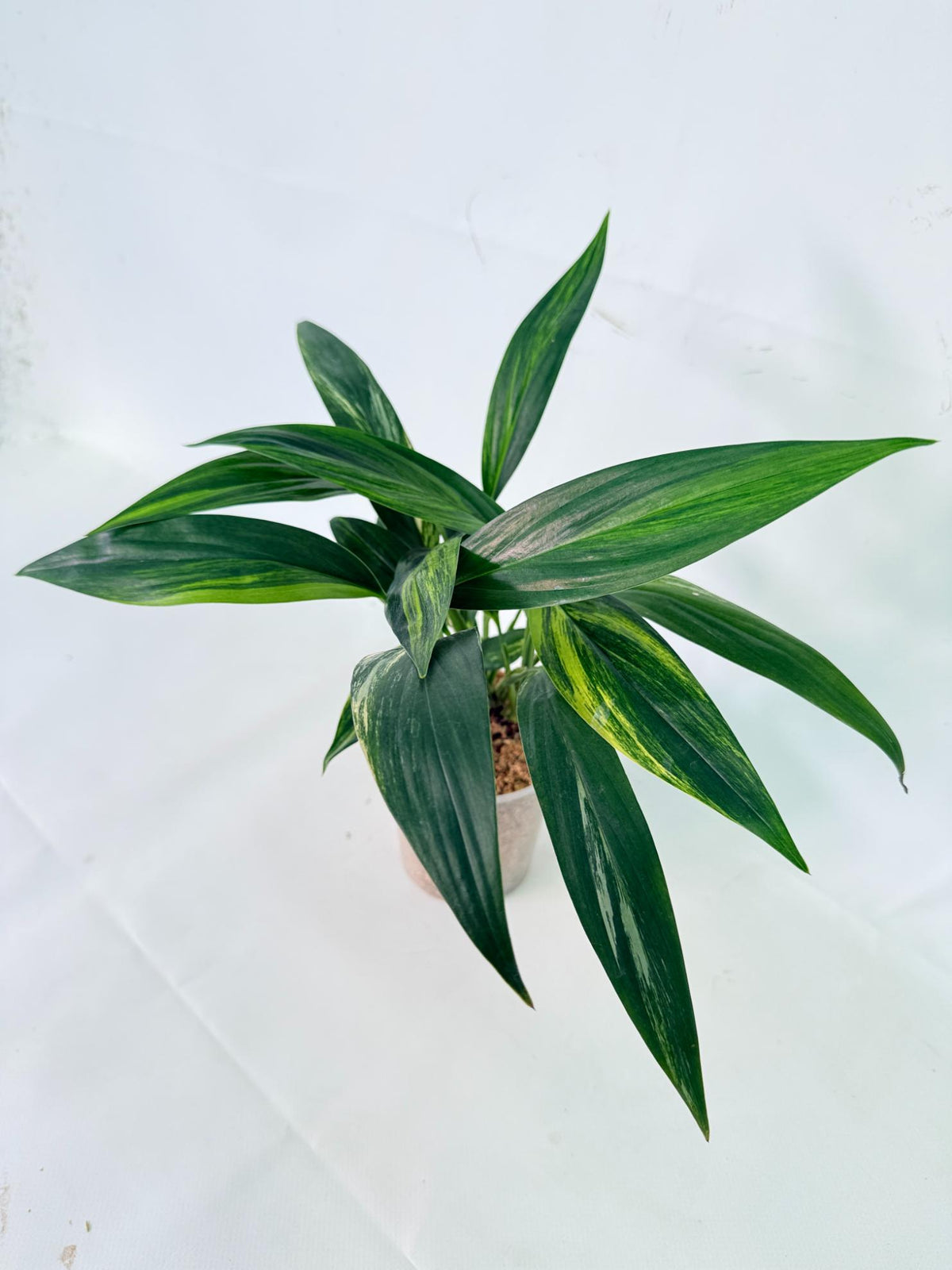 Epipremnum Amplissimum variegata Aurea 12