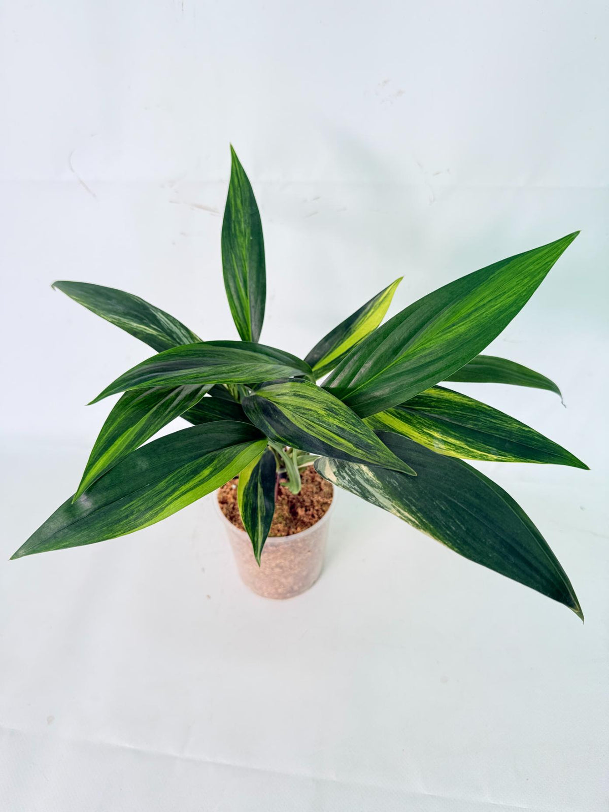 Epipremnum Amplissimum variegata Aurea 13