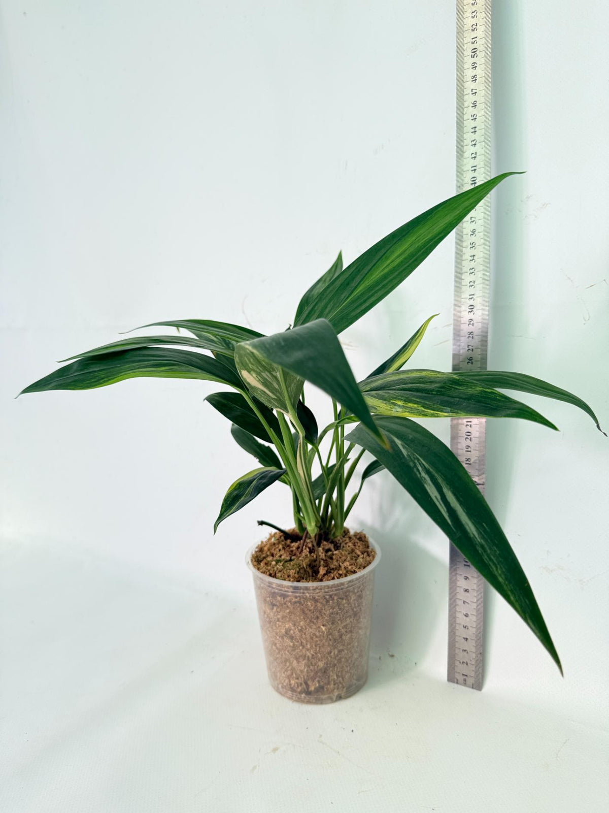 Epipremnum Amplissimum variegata Aurea 14